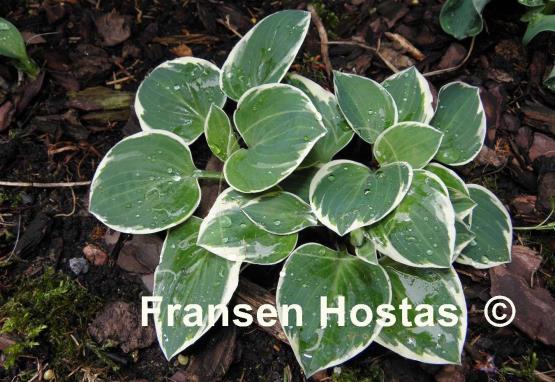 Hosta Country Mouse
